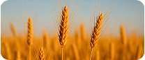 Wheat