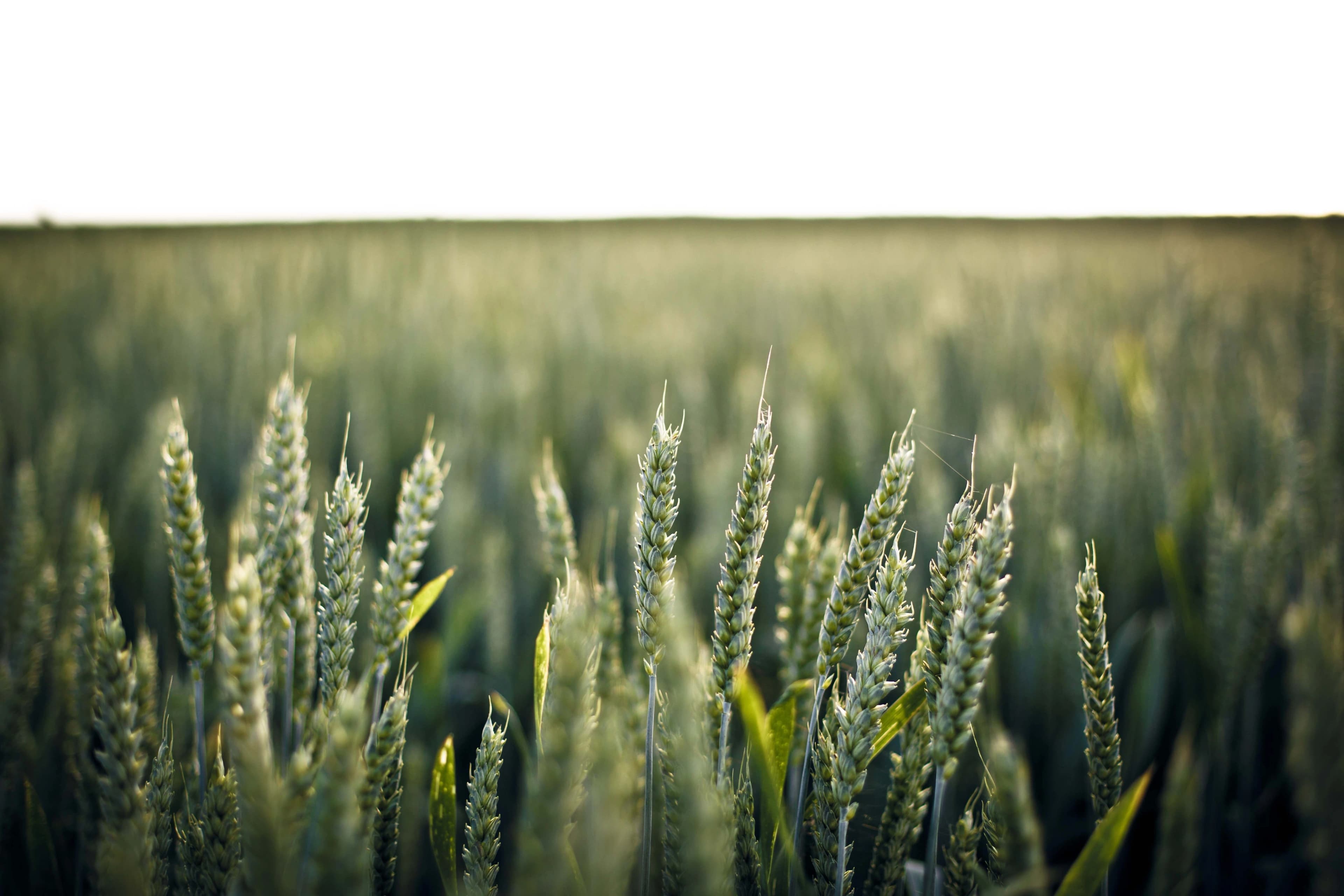 Agricultural background