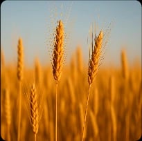 Wheat